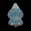 AHB Series 16 - Blue Iguana – Cyclura lewisi | Lizard