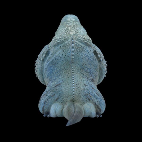 AHB-V16-03_01-0c6cb1ce AHB Series 16 - Blue Iguana – Cyclura lewisi | Lizard