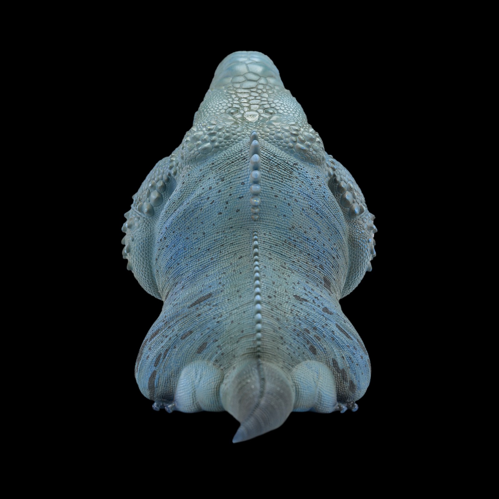 AHB Series 16 - Blue Iguana – Cyclura lewisi | Lizard