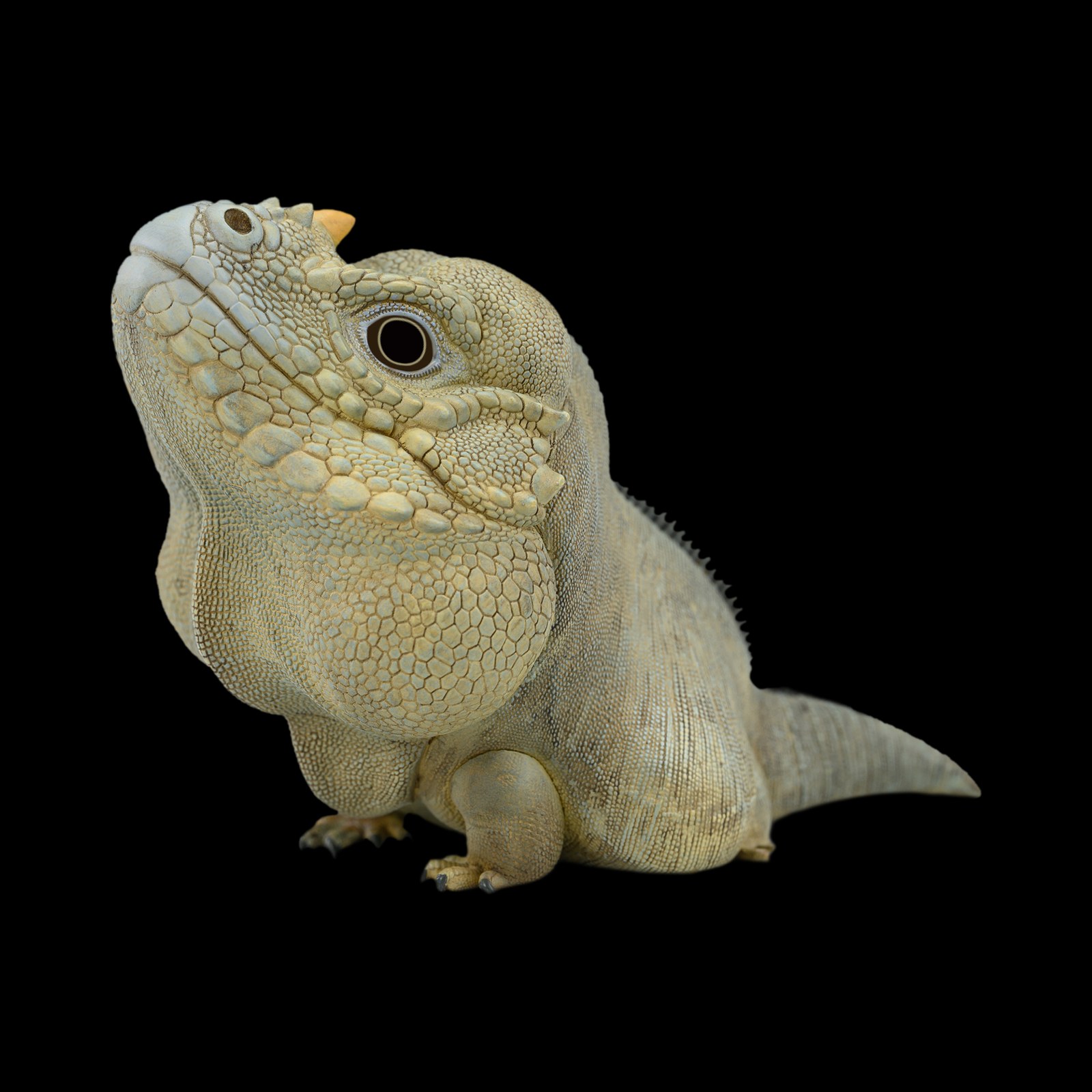 AHB Series 16 - Rhinoceros Iguana – Cyclura cornuta | Lizard