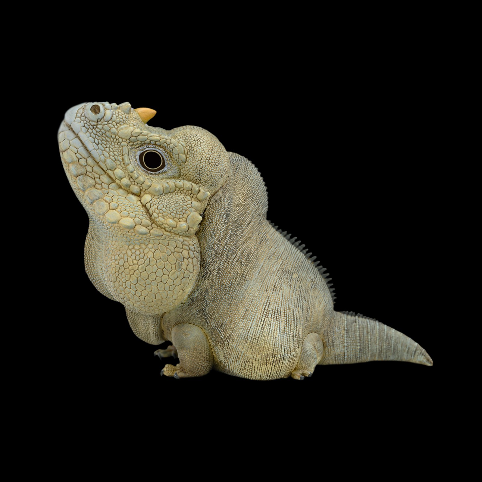 AHB Series 16 - Rhinoceros Iguana – Cyclura cornuta | Lizard