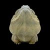 AHB Series 16 - Rhinoceros Iguana – Cyclura cornuta | Lizard