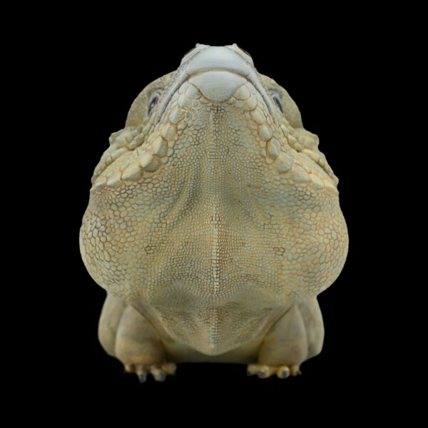 AHB Series 16 - Rhinoceros Iguana – Cyclura cornuta | Lizard