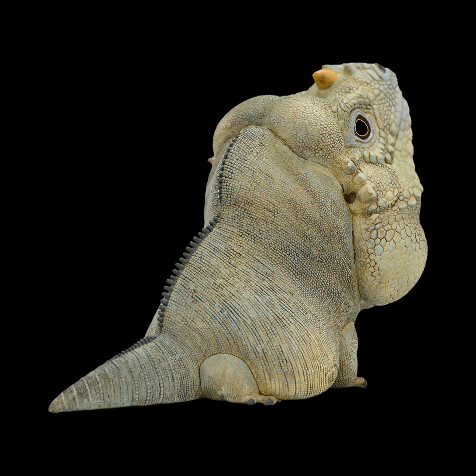 AHB Series 16 - Rhinoceros Iguana – Cyclura cornuta | Lizard