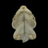 AHB Series 16 - Rhinoceros Iguana – Cyclura cornuta | Lizard