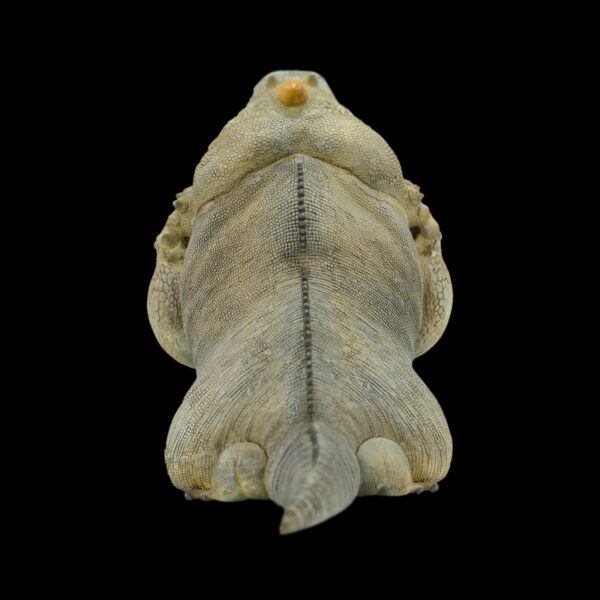 AHB Series 16 - Rhinoceros Iguana – Cyclura cornuta | Lizard