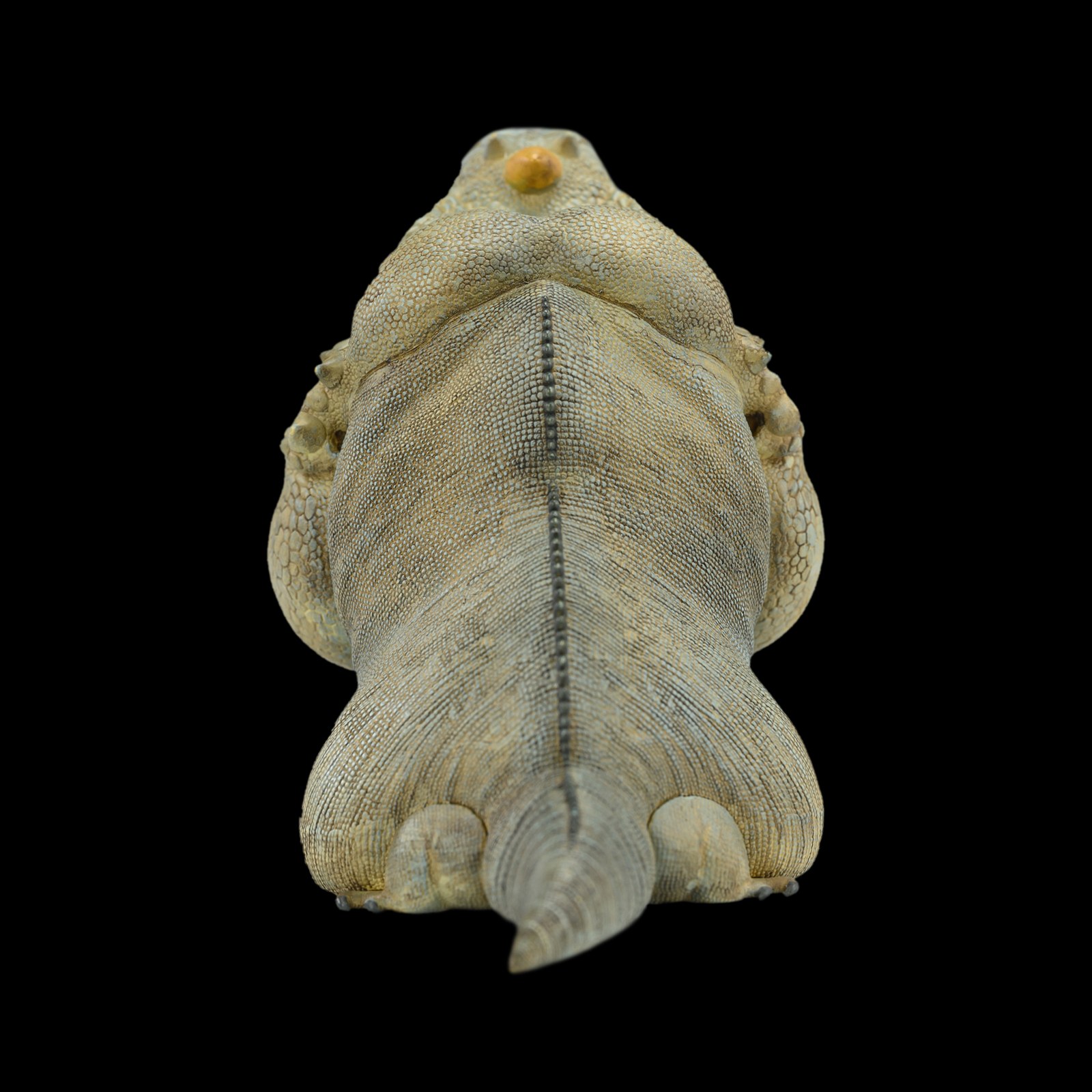 AHB Series 16 - Rhinoceros Iguana – Cyclura cornuta | Lizard
