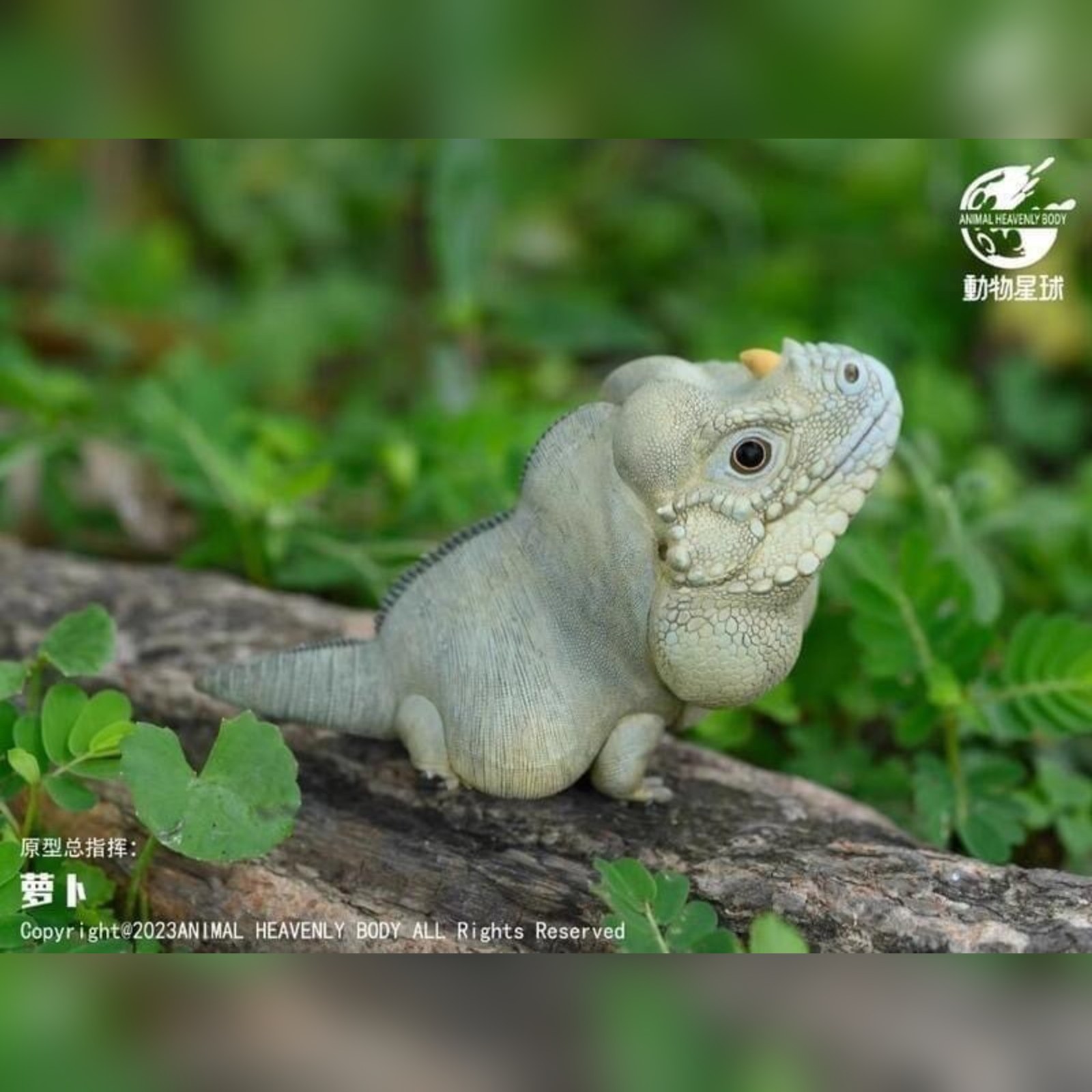 AHB Series 16 - Rhinoceros Iguana – Cyclura cornuta | Lizard