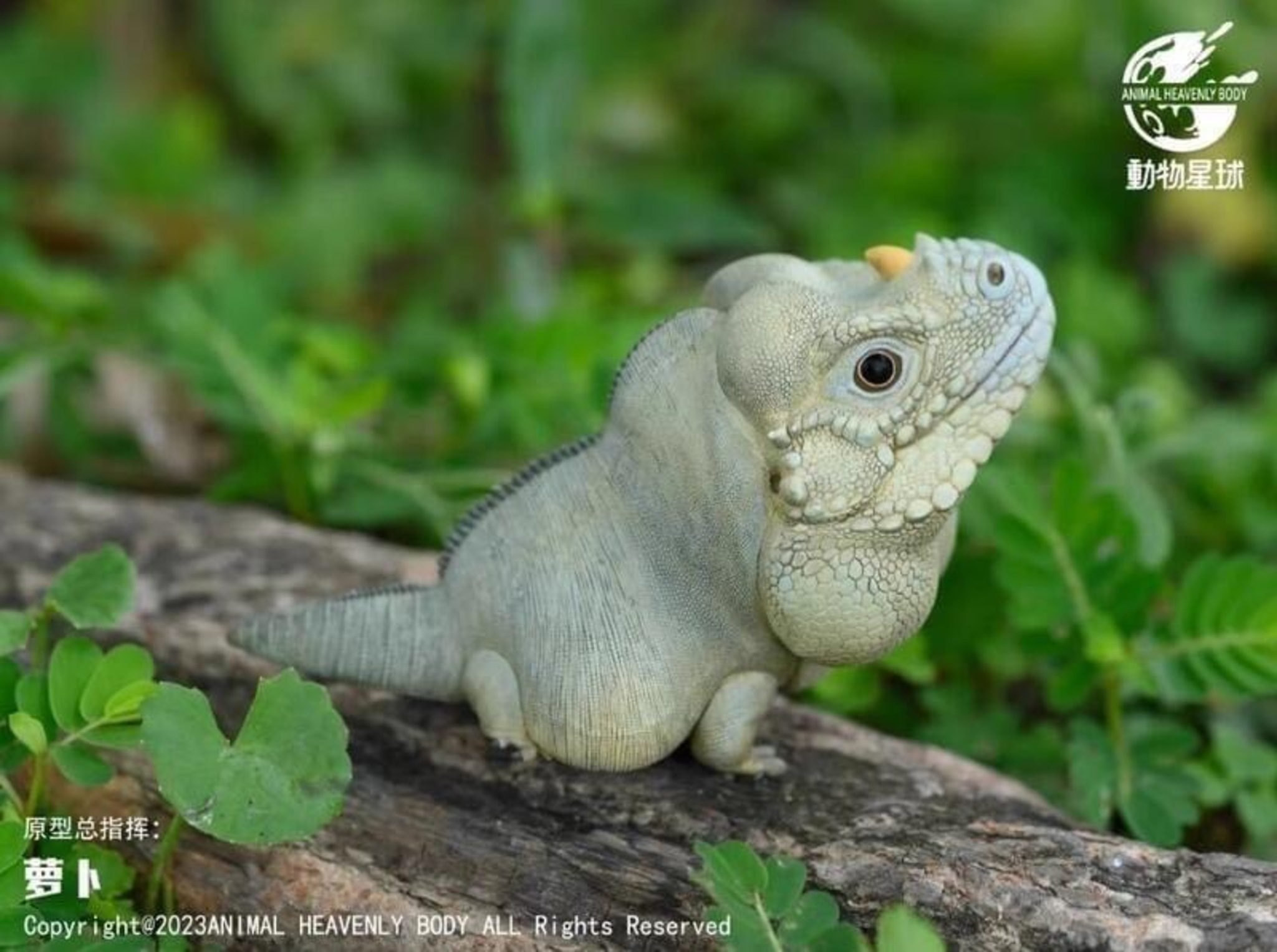 Rhinoceros Iguana