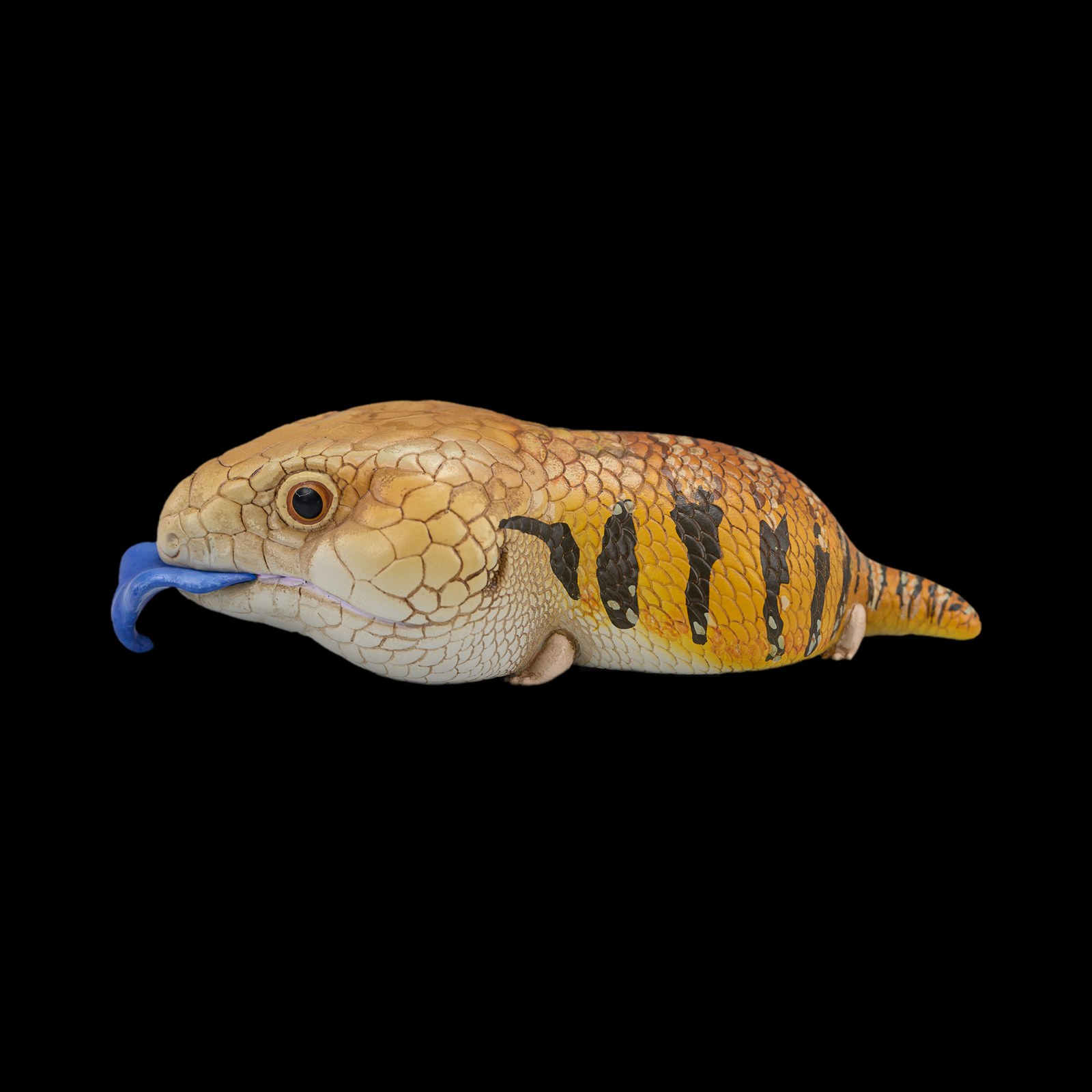 AHB-V16-05_01-f38e3ed6 AHB Series 16 - Blue-Tongued Skink – Tiliqua scincoides | Lizard
