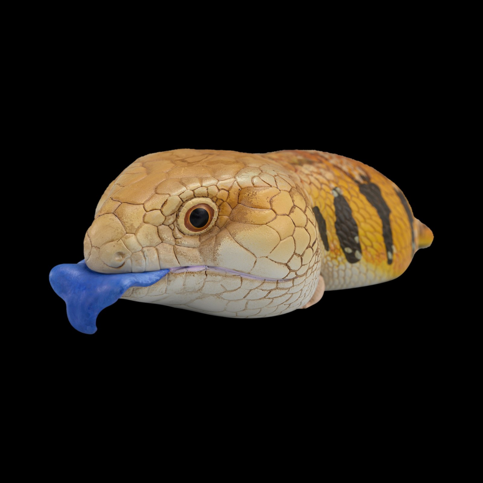 AHB-V16-05_02-f4b9fbaf AHB Series 16 - Blue-Tongued Skink – Tiliqua scincoides | Lizard