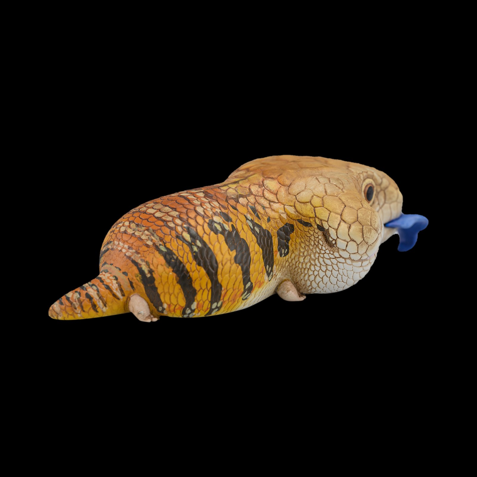 AHB-V16-05_04-e9a1520e AHB Series 16 - Blue-Tongued Skink – Tiliqua scincoides | Lizard