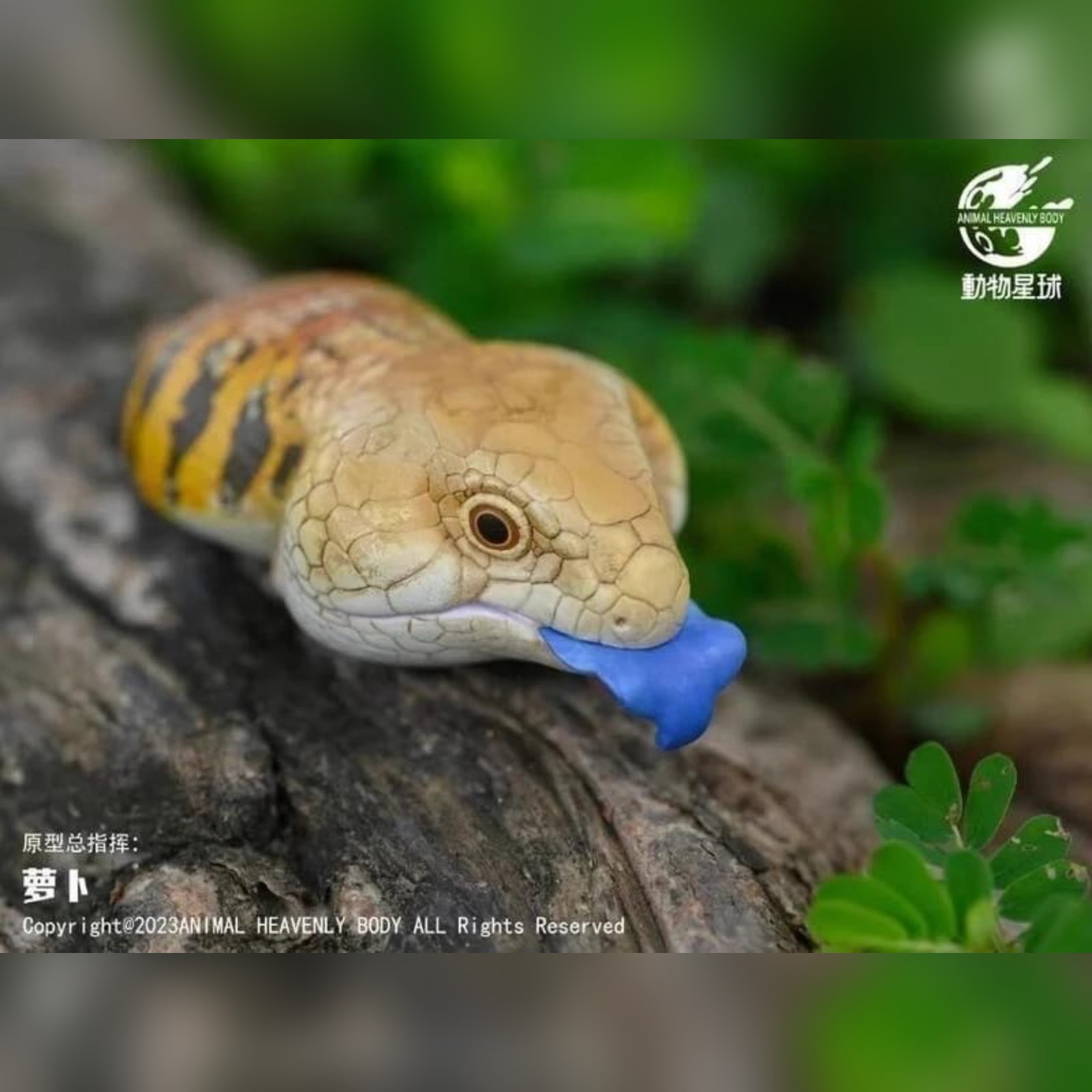 AHB Series 16 - Blue-Tongued Skink – Tiliqua scincoides | Lizard