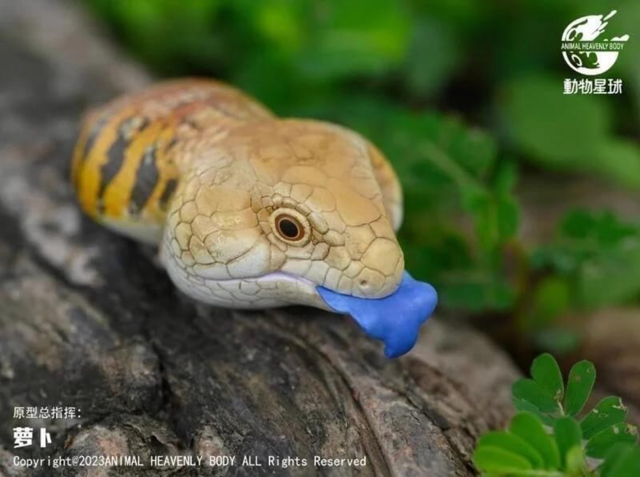Blue-Tongued Skink