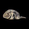 AHB-V16-06_01-90a669de AHB Series 16 - Argentine Black and White Tegu – Salvator merianae | Lizard