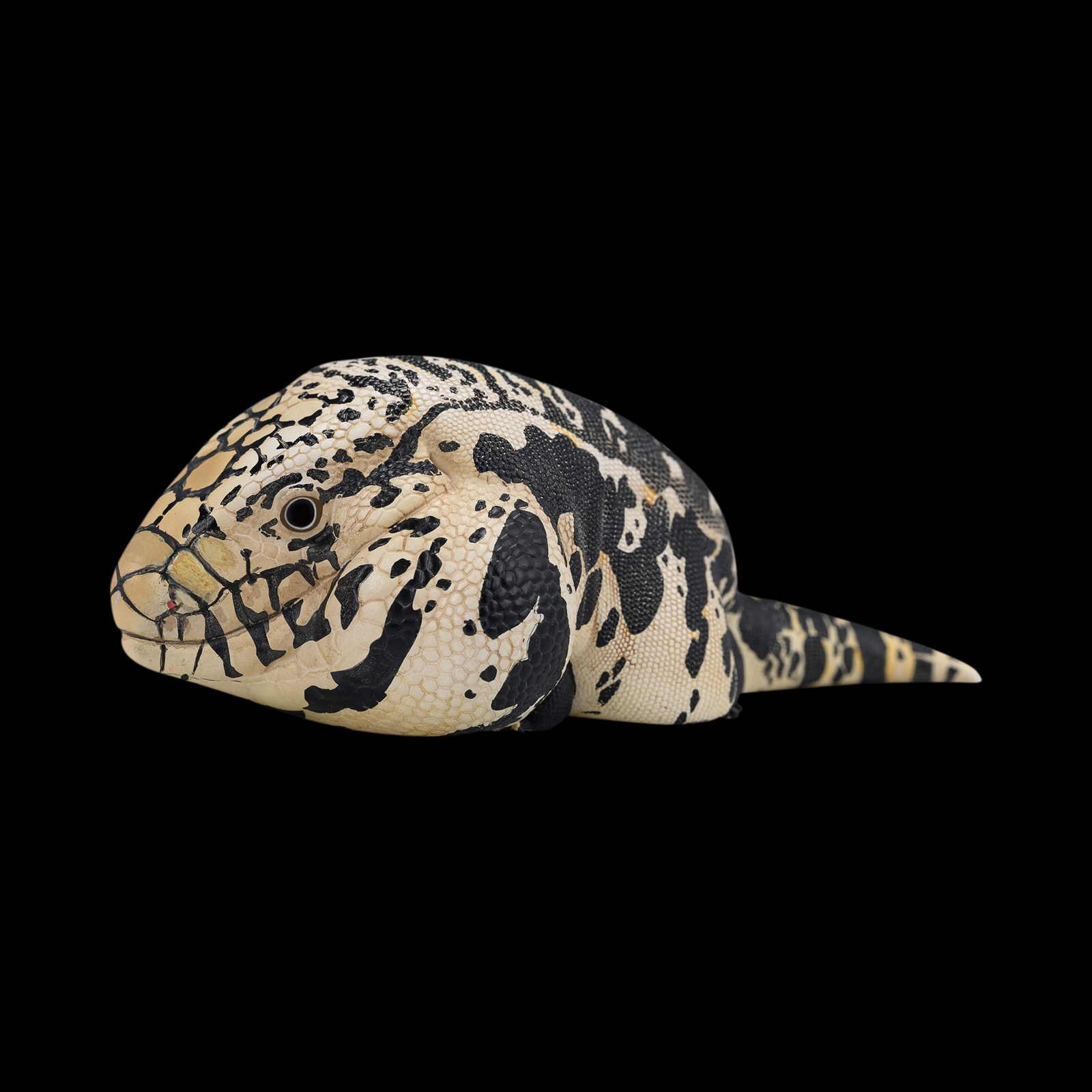 AHB-V16-06_01-90a669de AHB Series 16 - Argentine Black and White Tegu – Salvator merianae | Lizard