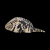 AHB-V16-06_02-e24dd89f AHB Series 16 - Argentine Black and White Tegu – Salvator merianae | Lizard