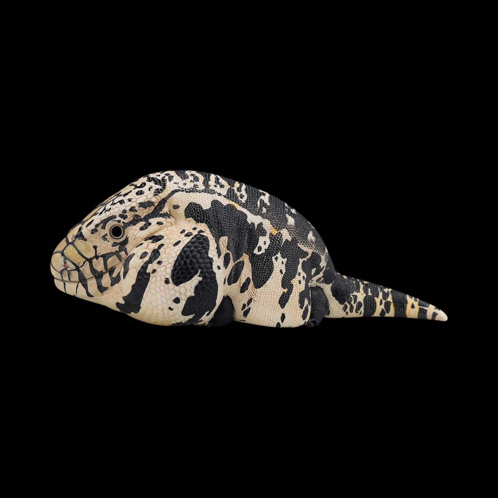 AHB-V16-06_02-e24dd89f AHB Series 16 - Argentine Black and White Tegu – Salvator merianae | Lizard