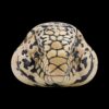 AHB-V16-06_03-035d29f8 AHB Series 16 - Argentine Black and White Tegu – Salvator merianae | Lizard