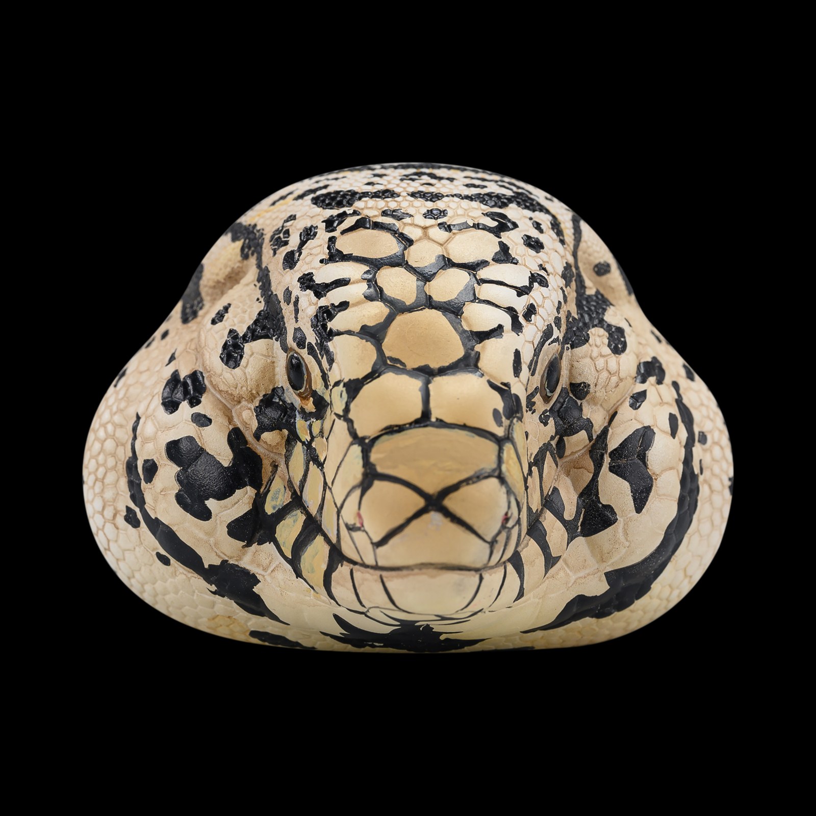 AHB-V16-06_03-035d29f8 AHB Series 16 - Argentine Black and White Tegu – Salvator merianae | Lizard