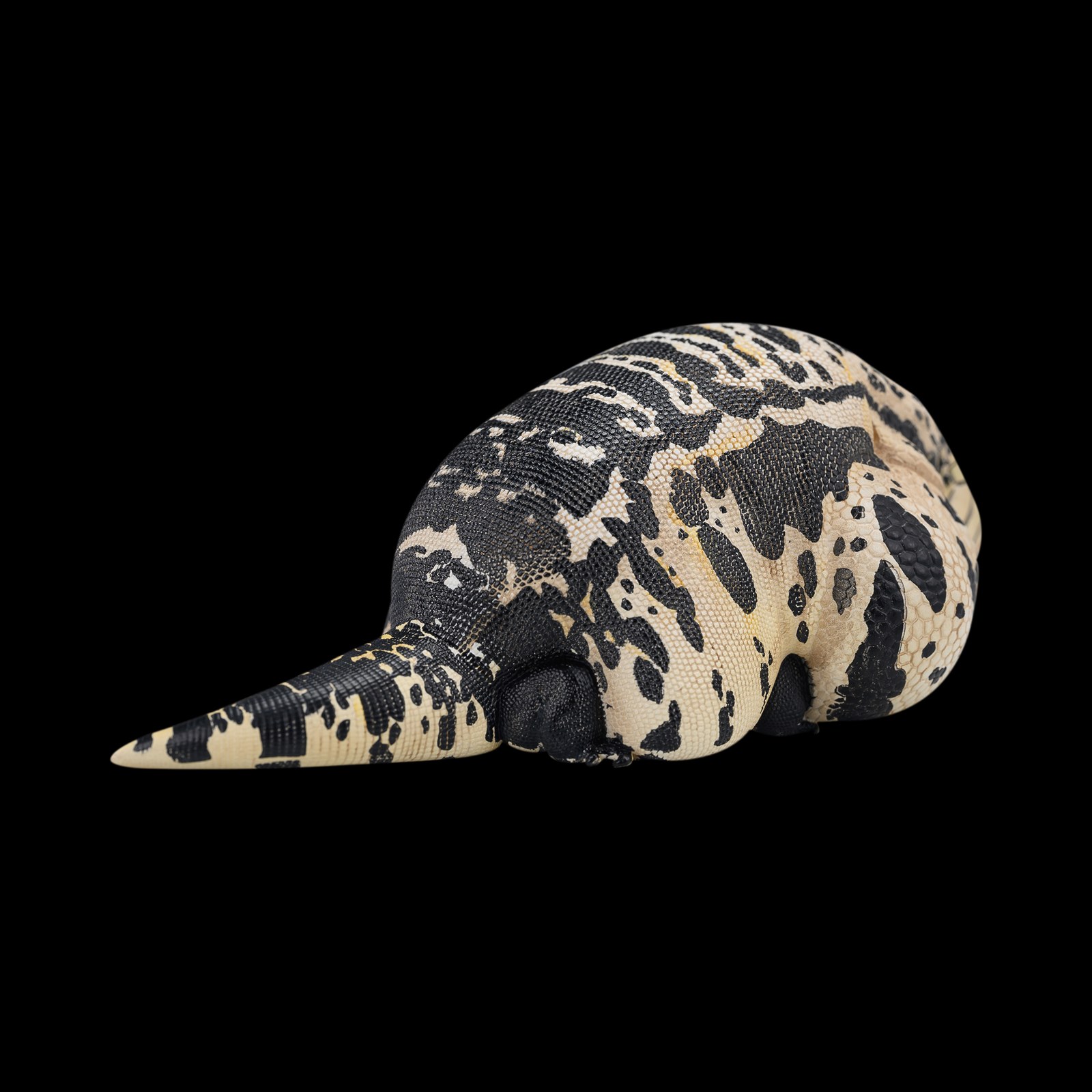 AHB-V16-06_04-7ef31f7f AHB Series 16 - Argentine Black and White Tegu – Salvator merianae | Lizard