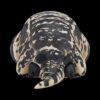 AHB-V16-06_05-269a7ad5 AHB Series 16 - Argentine Black and White Tegu – Salvator merianae | Lizard