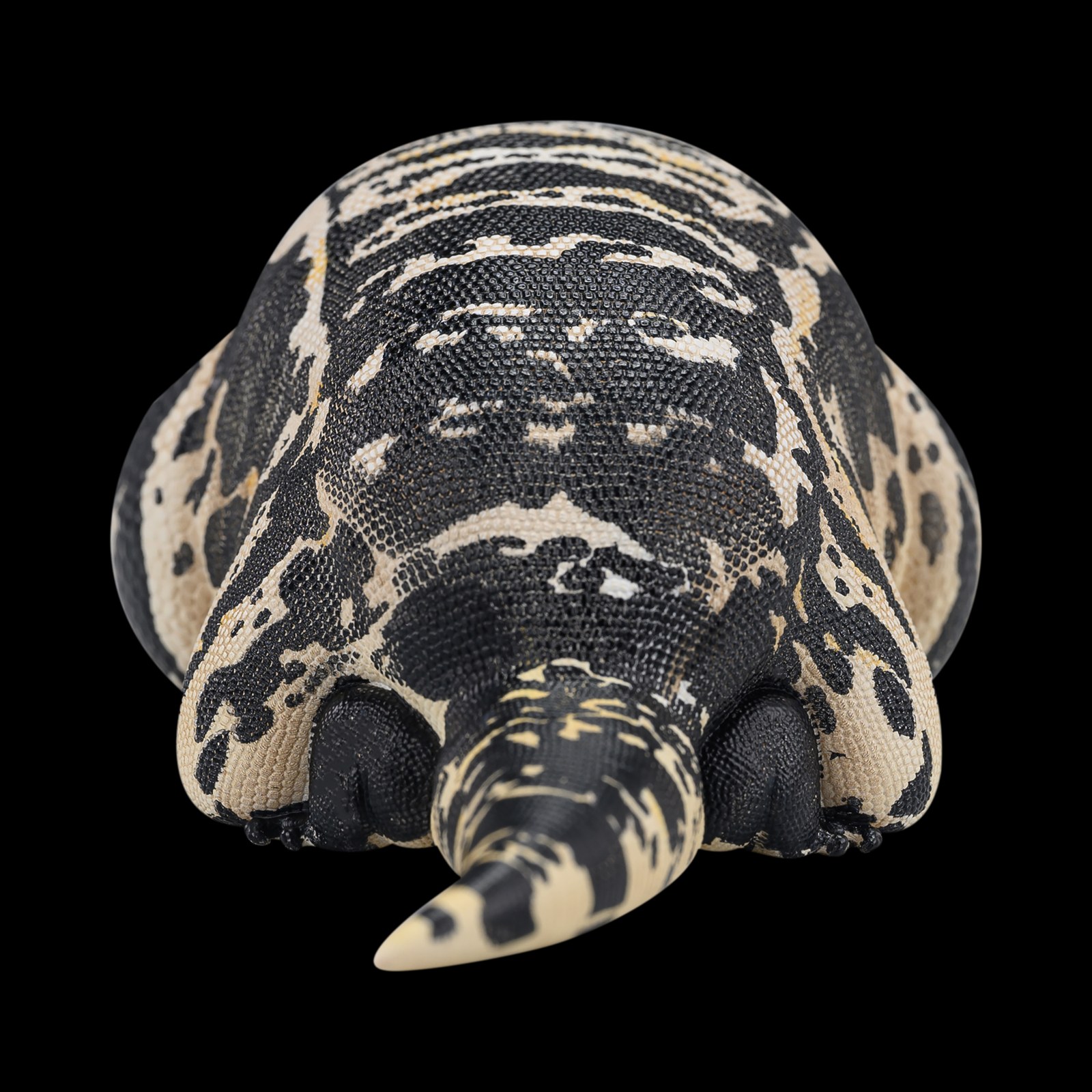 AHB-V16-06_05-269a7ad5 AHB Series 16 - Argentine Black and White Tegu – Salvator merianae | Lizard