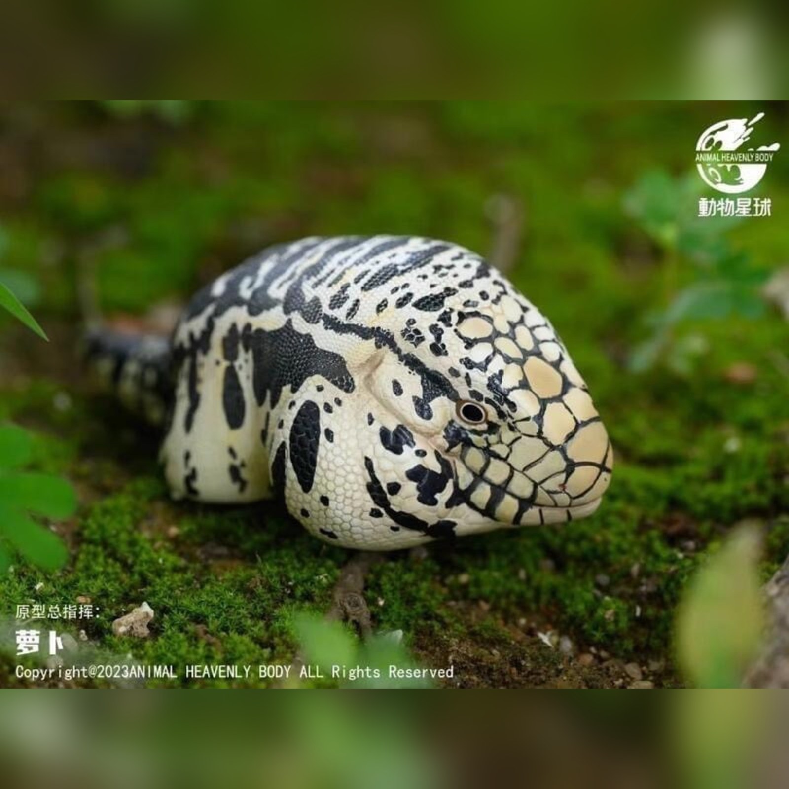 AHB Series 16 - Argentine Black and White Tegu – Salvator merianae | Lizard