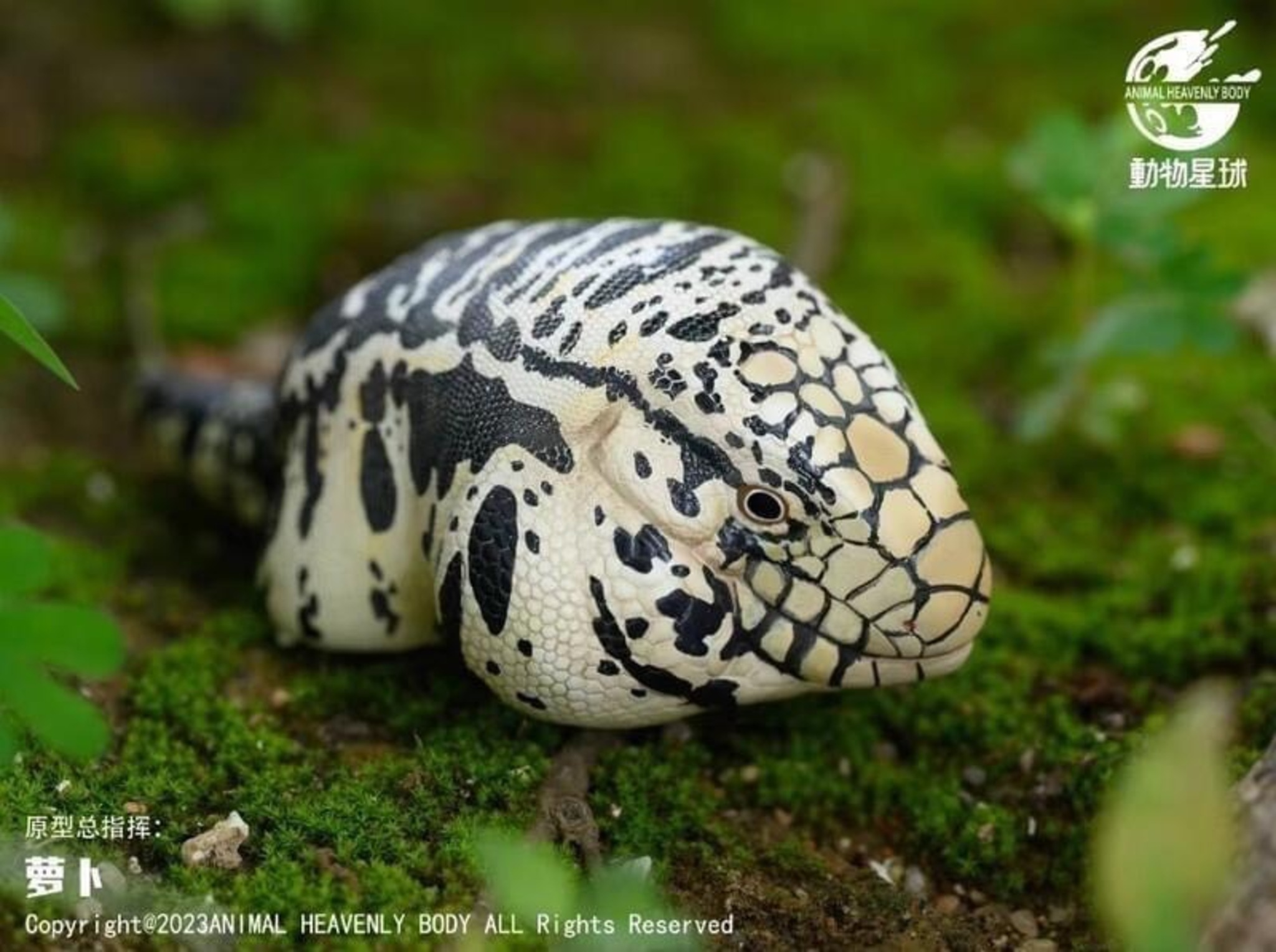 Argentine Black and White Tegu