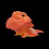 AHB Series 16 - Central Bearded Dragon (Red) – Pogona vitticeps | Lizard