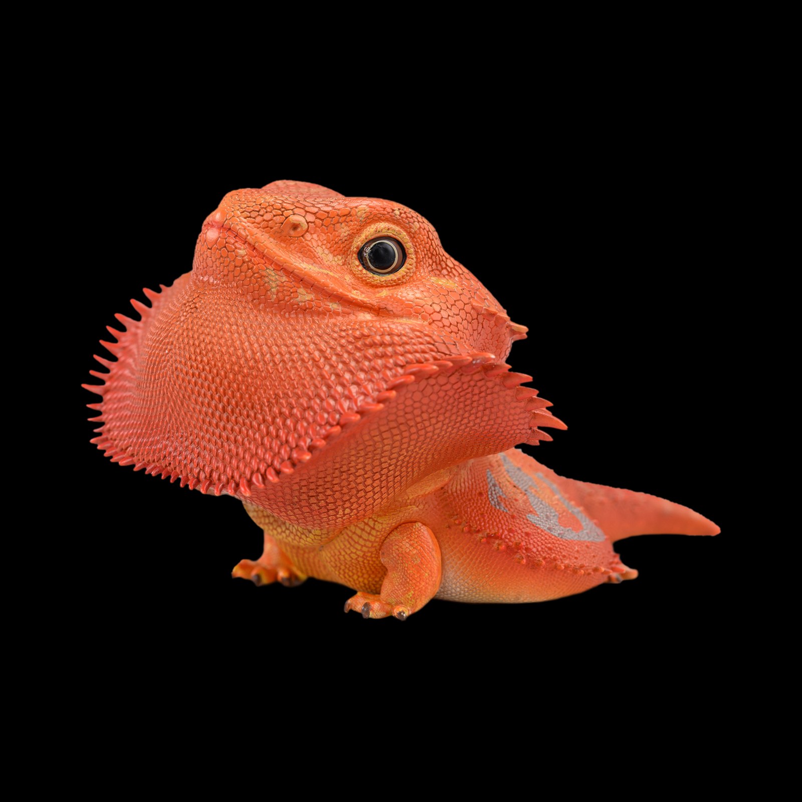 AHB Series 16 - Central Bearded Dragon (Red) – Pogona vitticeps | Lizard