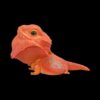 AHB Series 16 - Central Bearded Dragon (Red) – Pogona vitticeps | Lizard