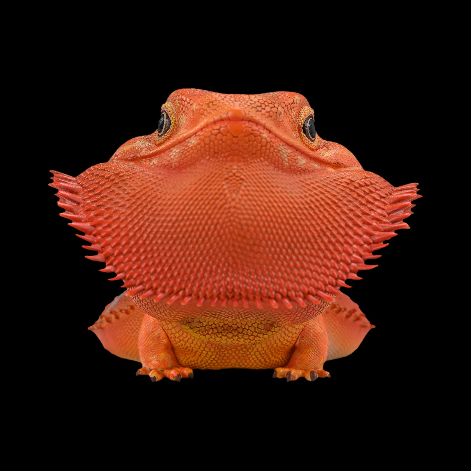 AHB Series 16 - Central Bearded Dragon (Red) – Pogona vitticeps | Lizard