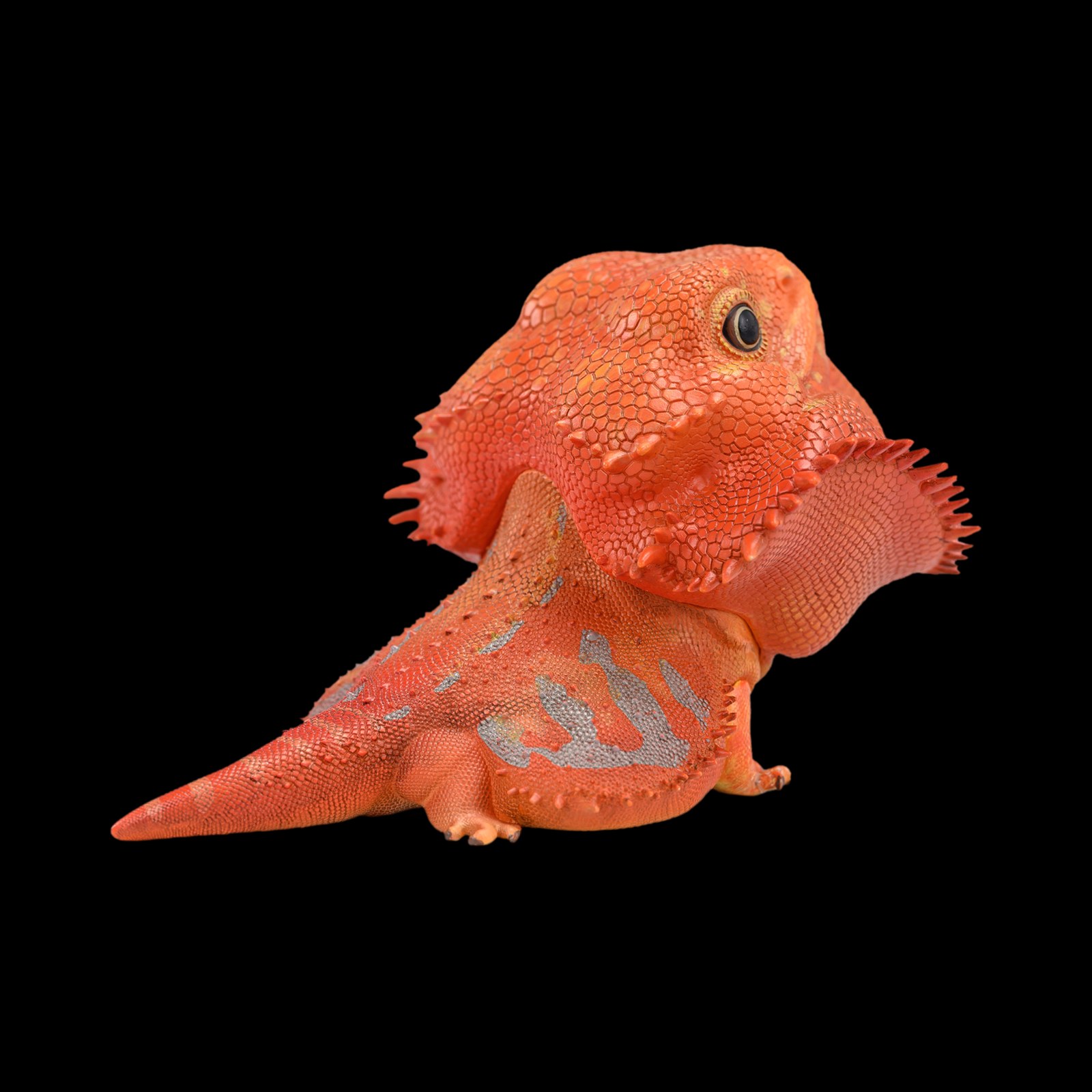 AHB Series 16 - Central Bearded Dragon (Red) – Pogona vitticeps | Lizard