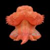 AHB Series 16 - Central Bearded Dragon (Red) – Pogona vitticeps | Lizard