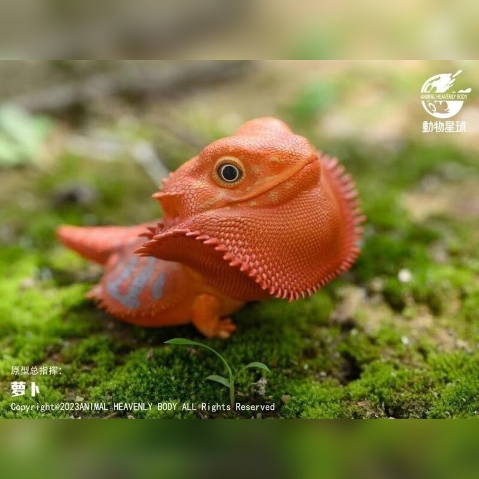 AHB Series 16 - Central Bearded Dragon (Red) – Pogona vitticeps | Lizard