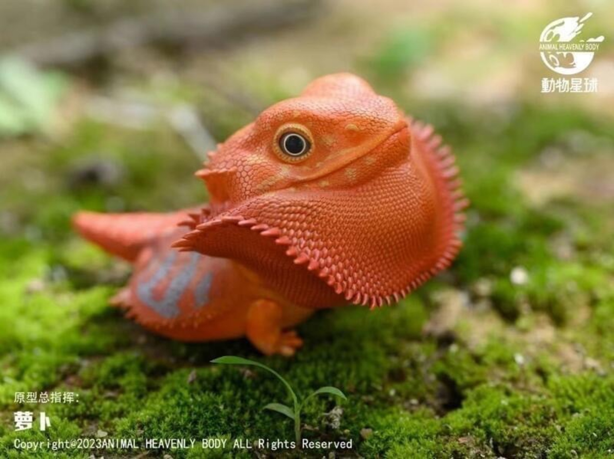 Central Bearded Dragon (Red)