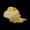 AHB Series 16 - Central Bearded Dragon (Citrus) – Pogona vitticeps | Lizard
