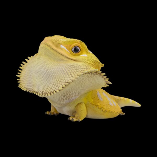 AHB Series 16 - Central Bearded Dragon (Citrus) – Pogona vitticeps | Lizard