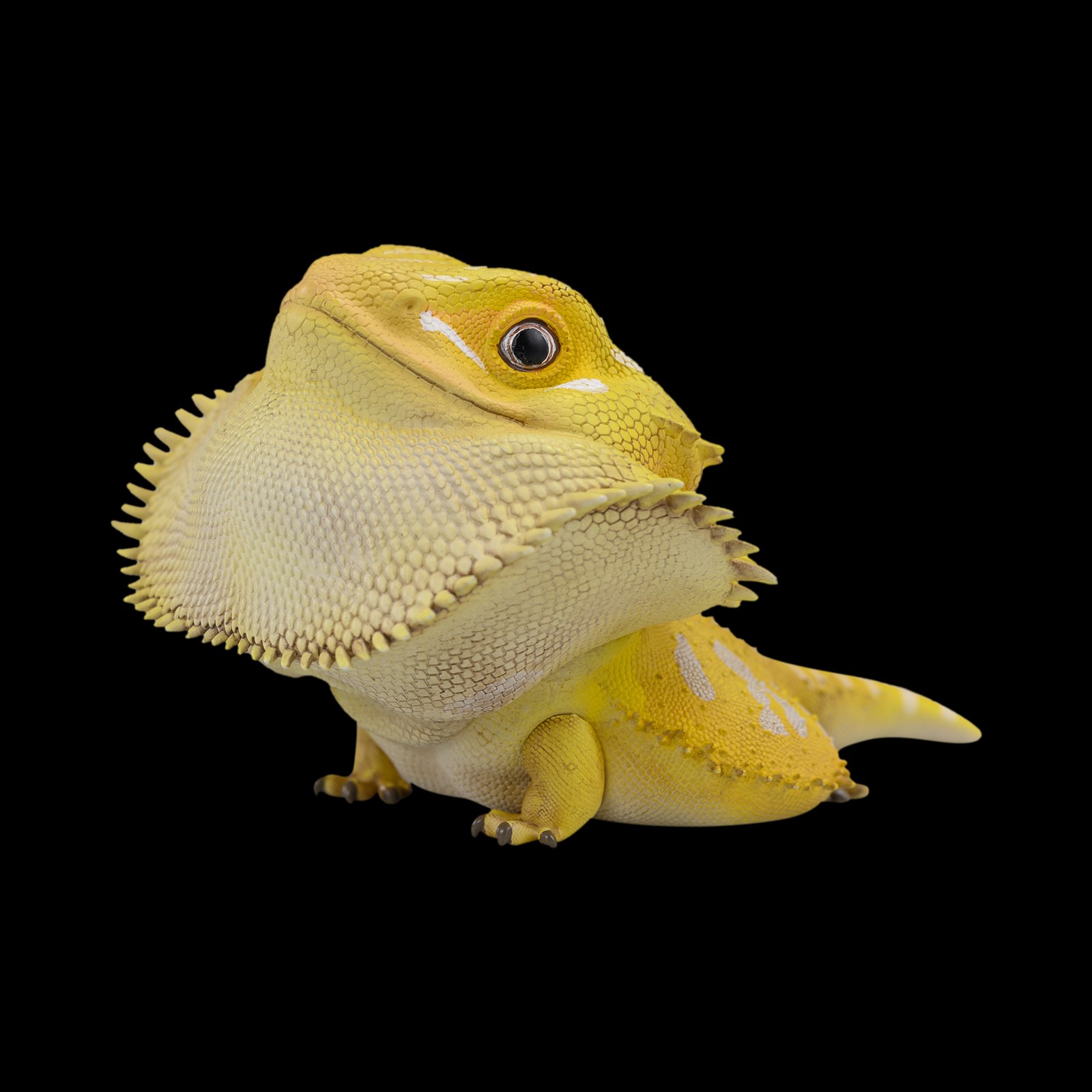 AHB Series 16 - Central Bearded Dragon (Citrus) – Pogona vitticeps | Lizard