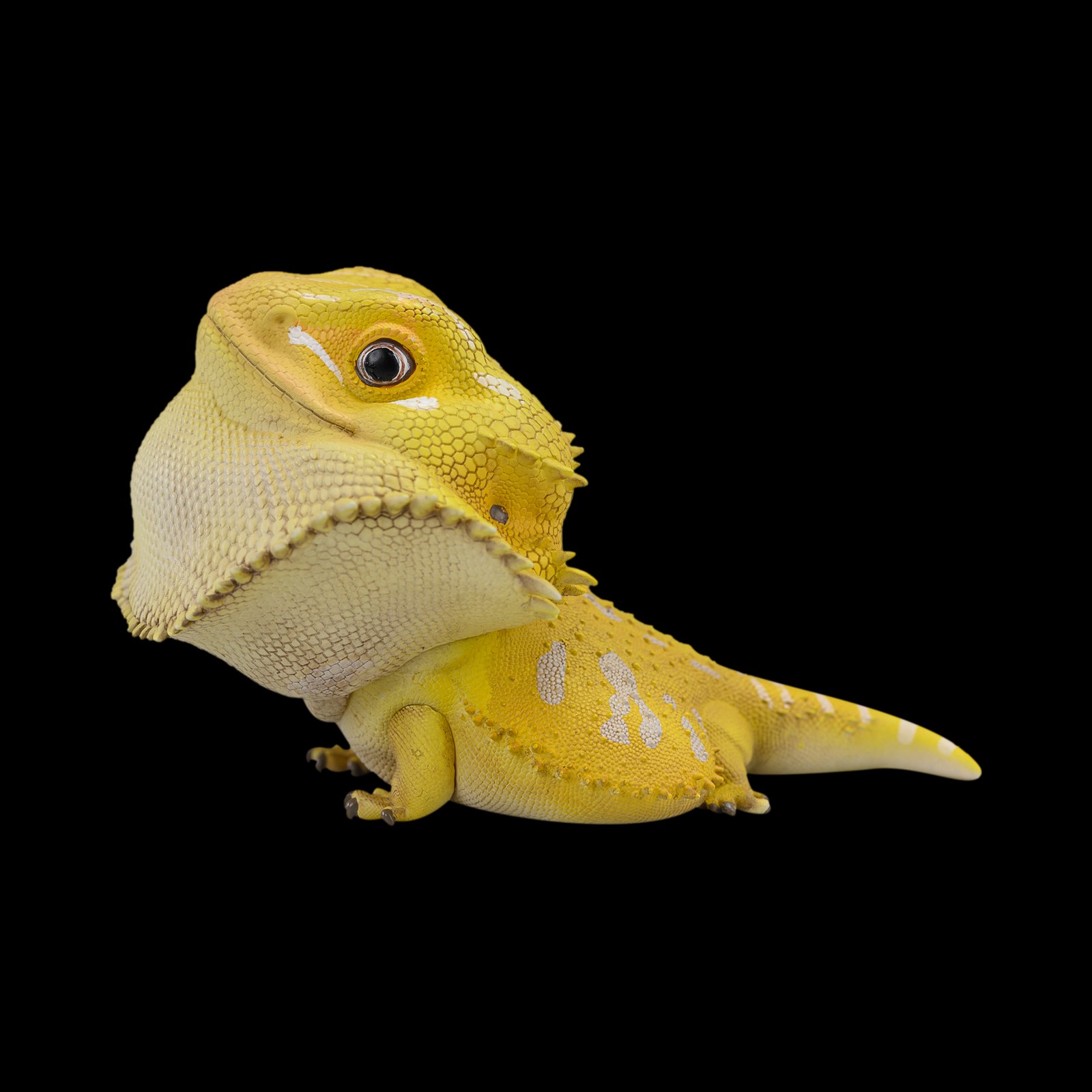AHB Series 16 - Central Bearded Dragon (Citrus) – Pogona vitticeps | Lizard