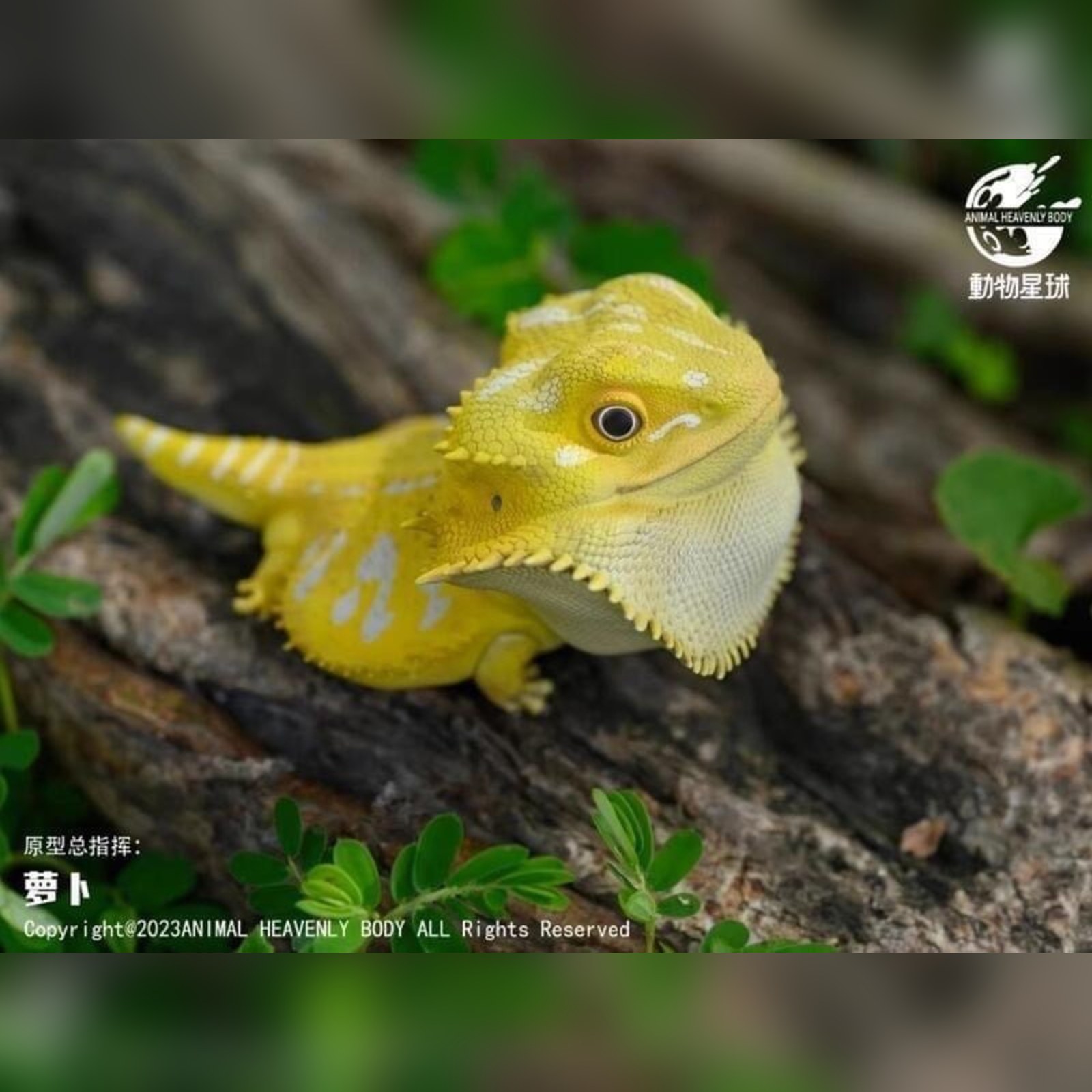 AHB Series 16 - Central Bearded Dragon (Citrus) – Pogona vitticeps | Lizard