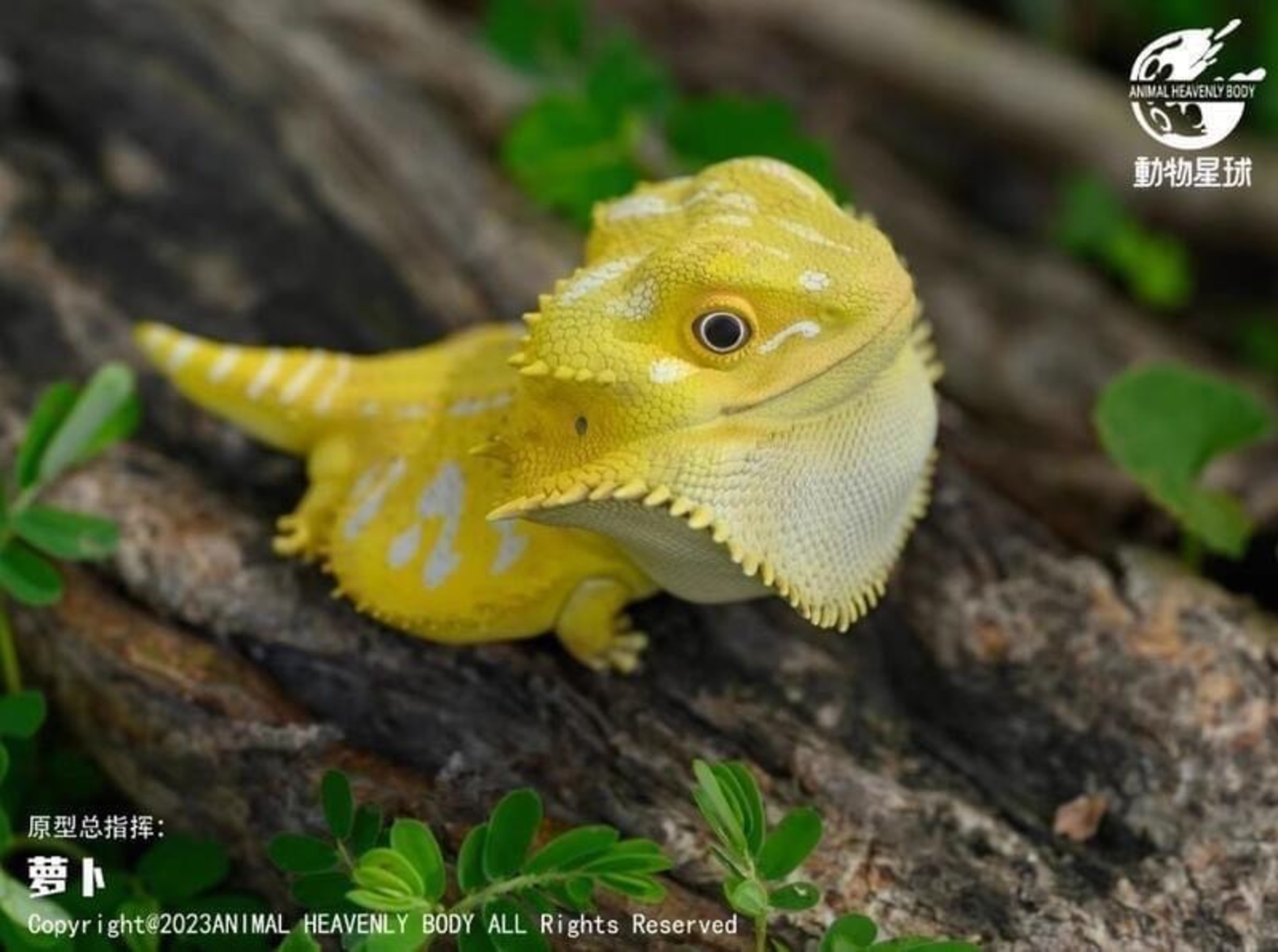 Central Bearded Dragon (Citrus)