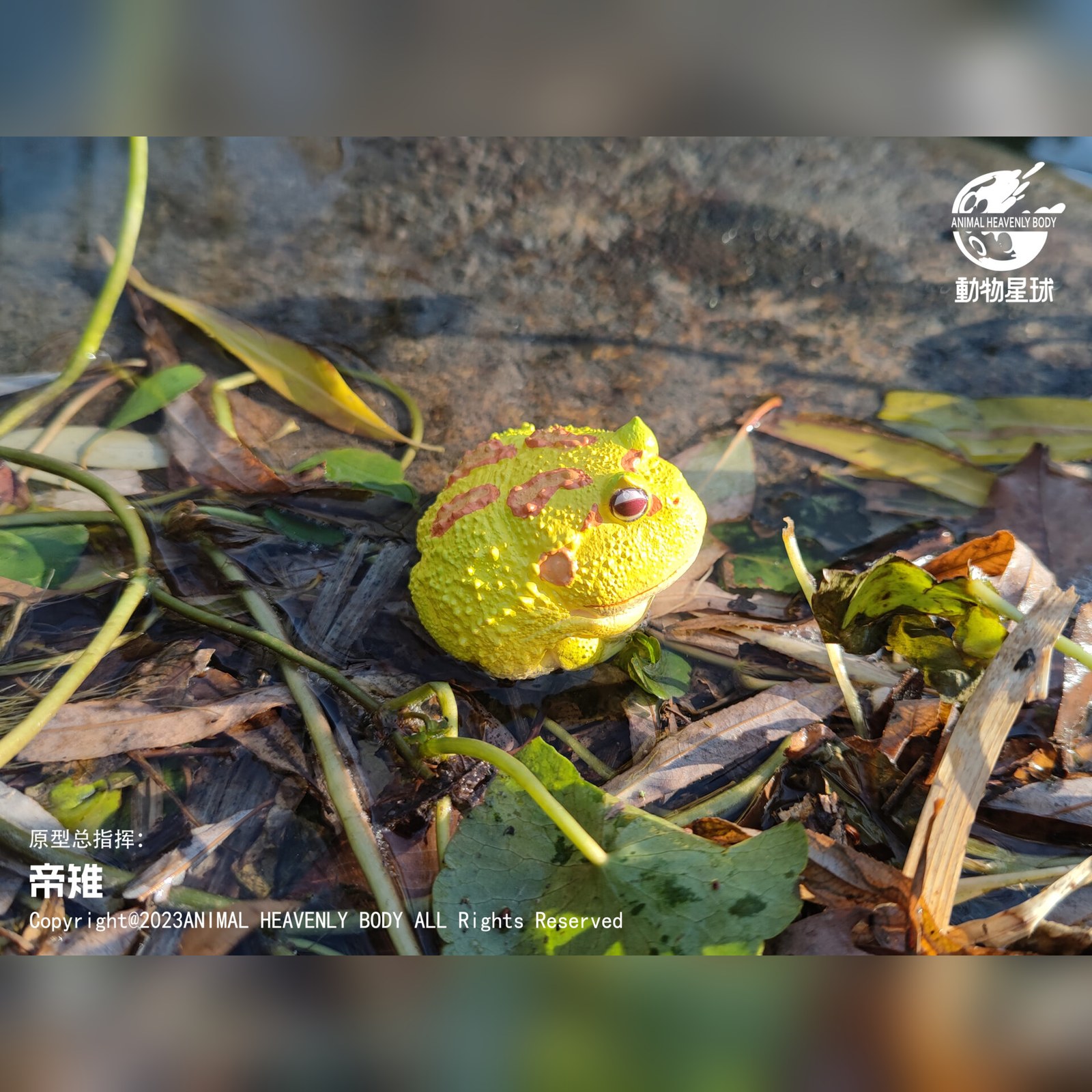 AHB Series 13 - Albino Horned Frog (Yellow) – Ceratophrys cranwelli | Frog