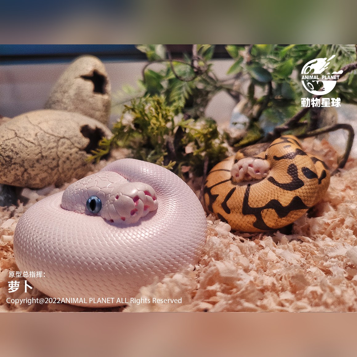 AHB Series 13 - Cranwell&rsquo;s Horned Frog (Green Pacman) – Ceratophrys cranwelli | Frog