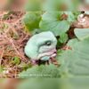 AHB Series 13 - White&rsquo;s Tree Frog – Litoria caerulea | Frog