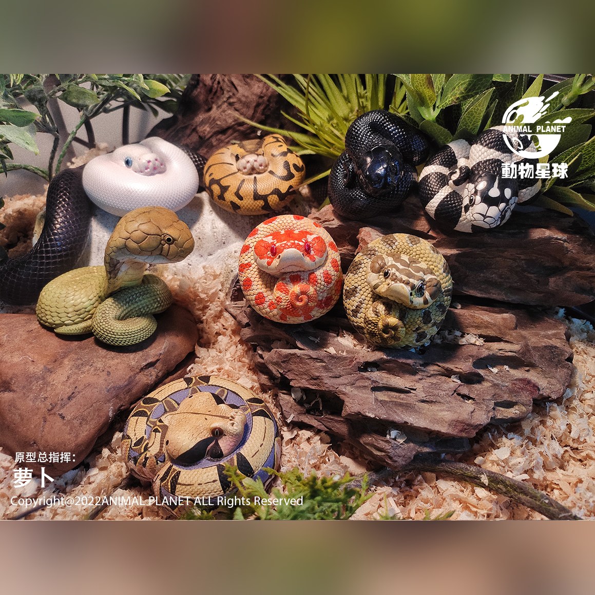 AHB Series 13 - Amazon Horned Frog (Green) – Ceratophrys cornuta | Frog
