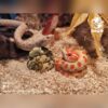 AHB Series 13 - Amazon Horned Frog (Green) – Ceratophrys cornuta | Frog