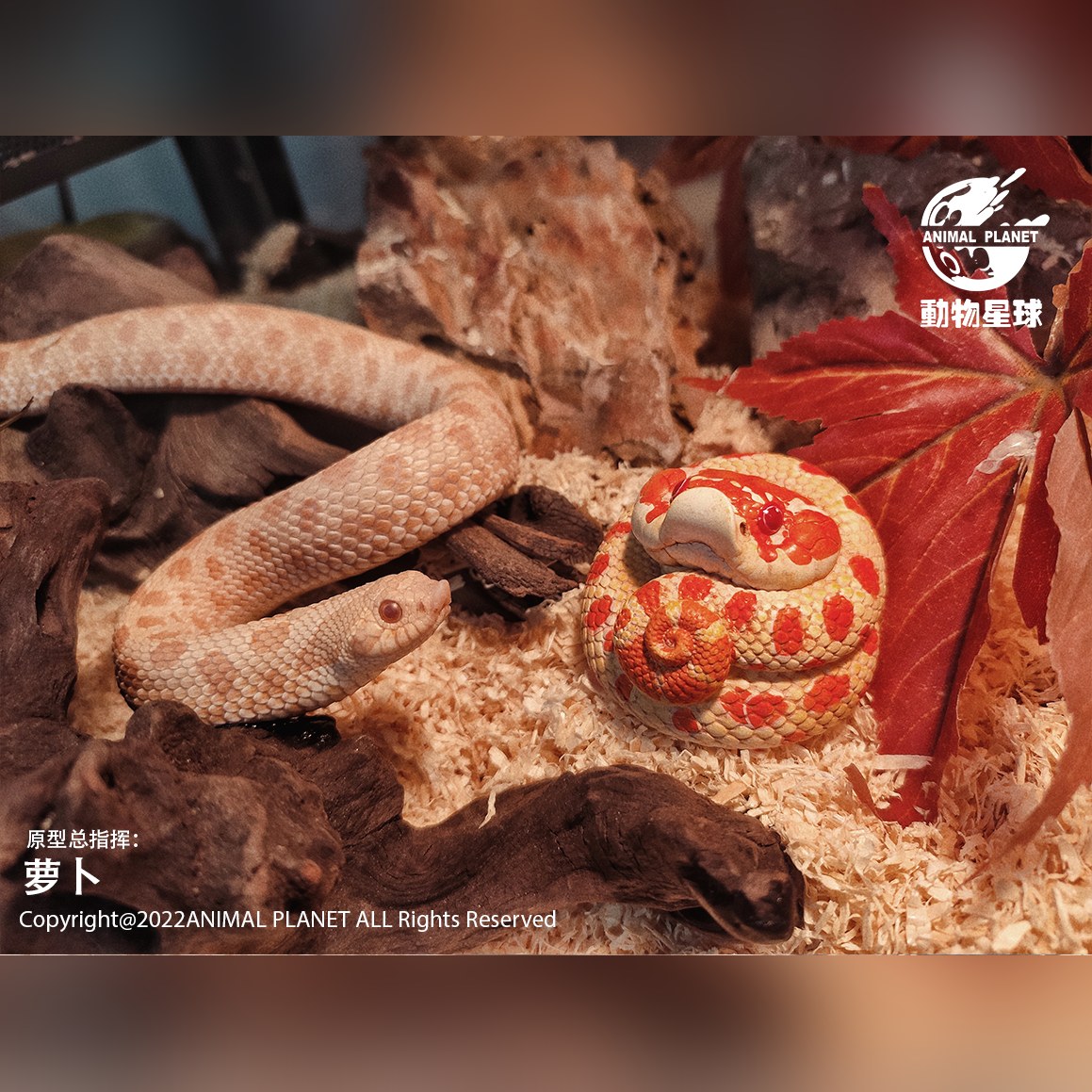 AHB Series 13 - Common Rain Frog – Breviceps adspersus | Frog