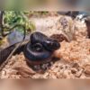 6-ca88b16d AHB Series 13 - Budgett’s Frog – Lepidobatrachus laevis | Frog